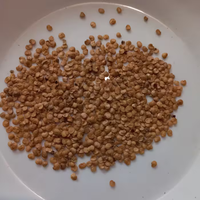 بذر بادمجان یک پیمانه ای . بادمجان . بذر بادمجان