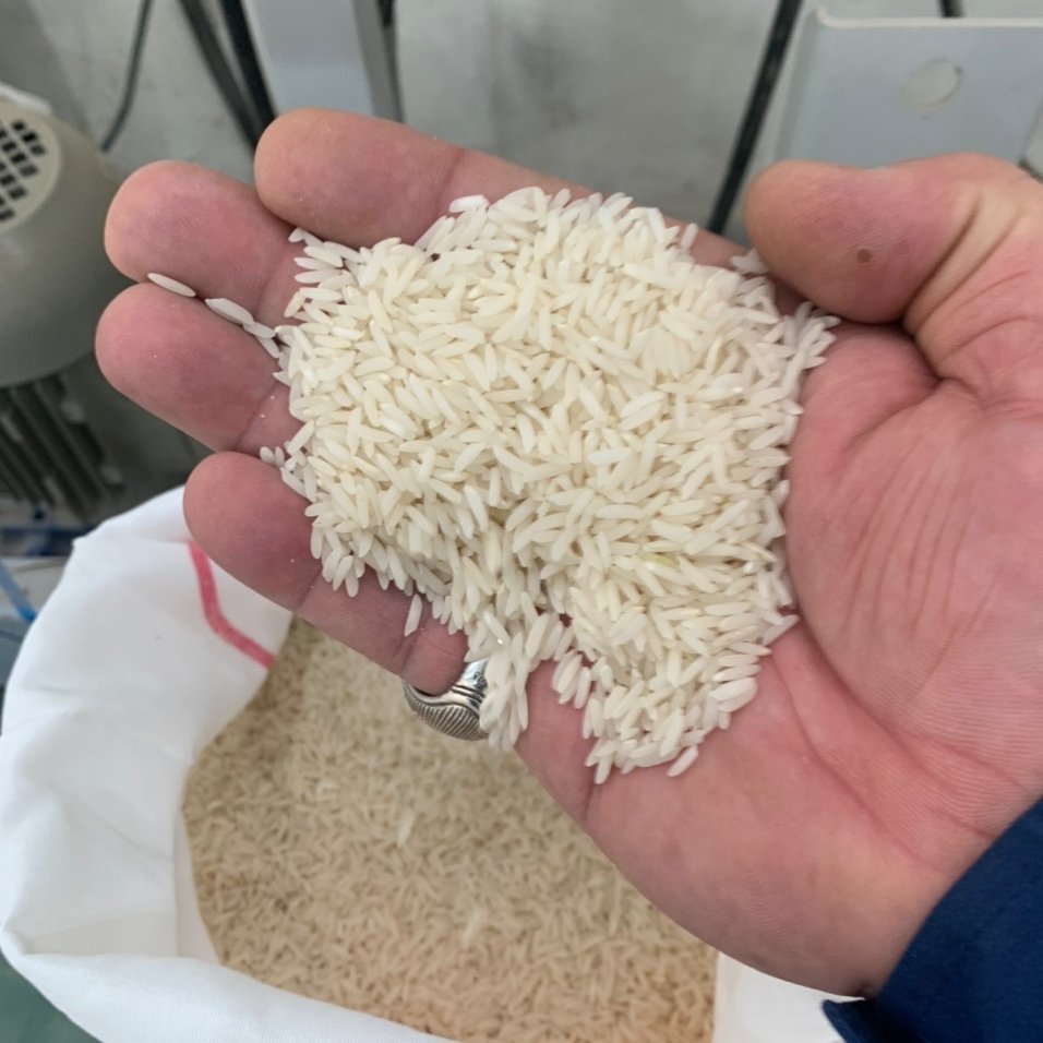 برنج فجر سوزنی گرگان(اعلا و معطر)