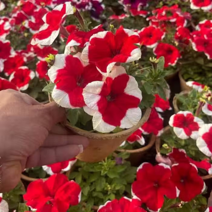 اطلسی گلدانی