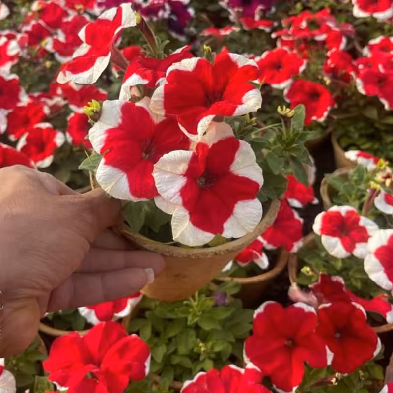 اطلسی گلدانی
