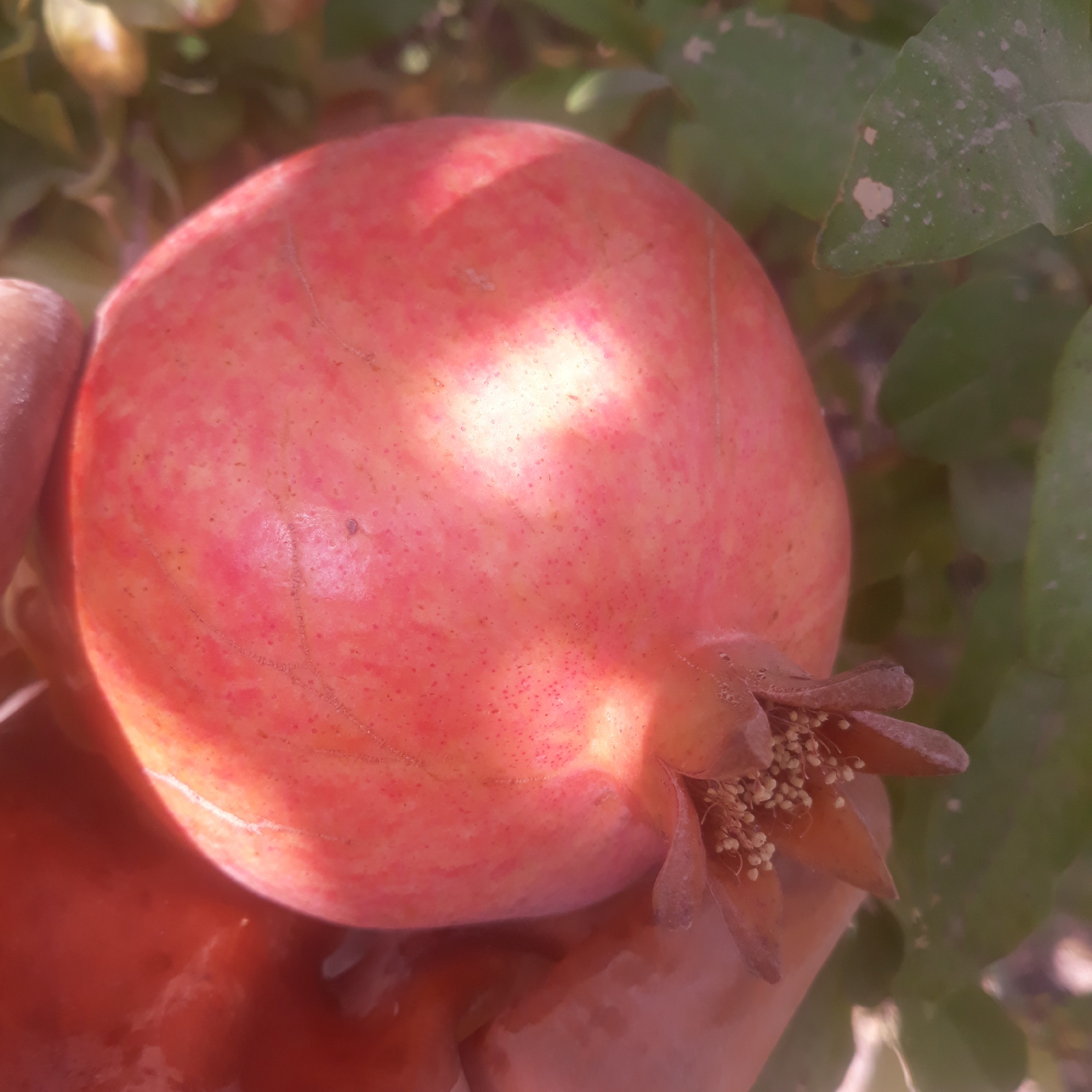 10 عدد قلمه انار