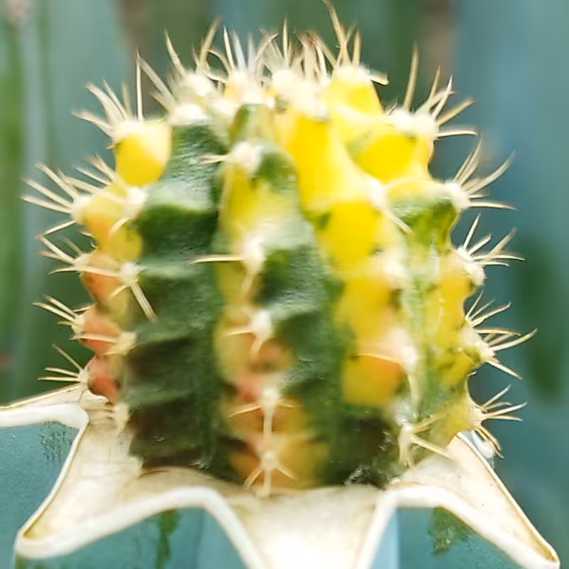 پک هفت عددی کاکتوس ژمینو پیوندی هفترنگ