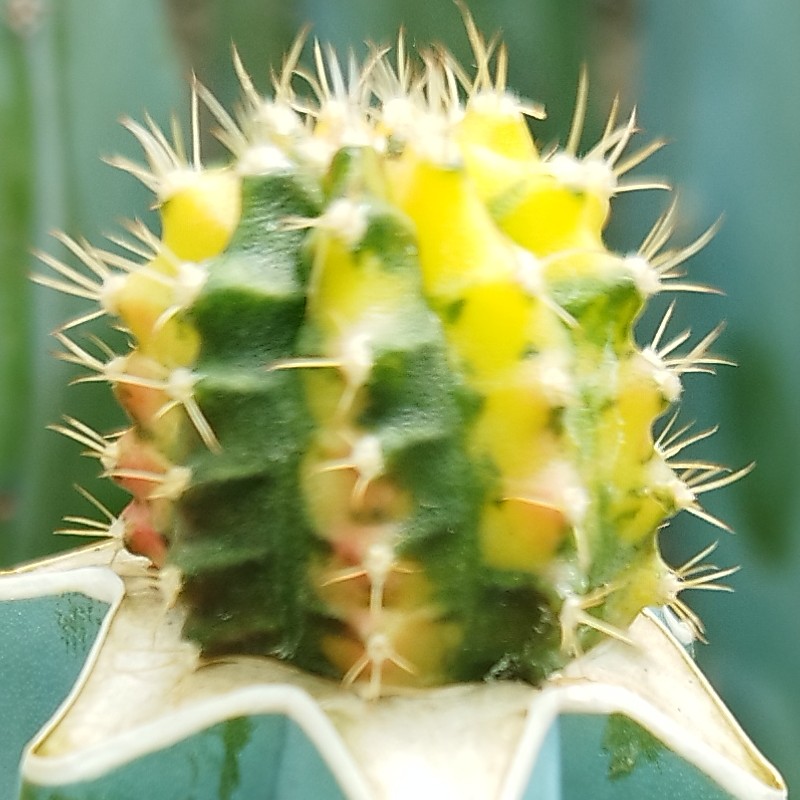 پک هفت عددی کاکتوس ژمینو پیوندی هفترنگ