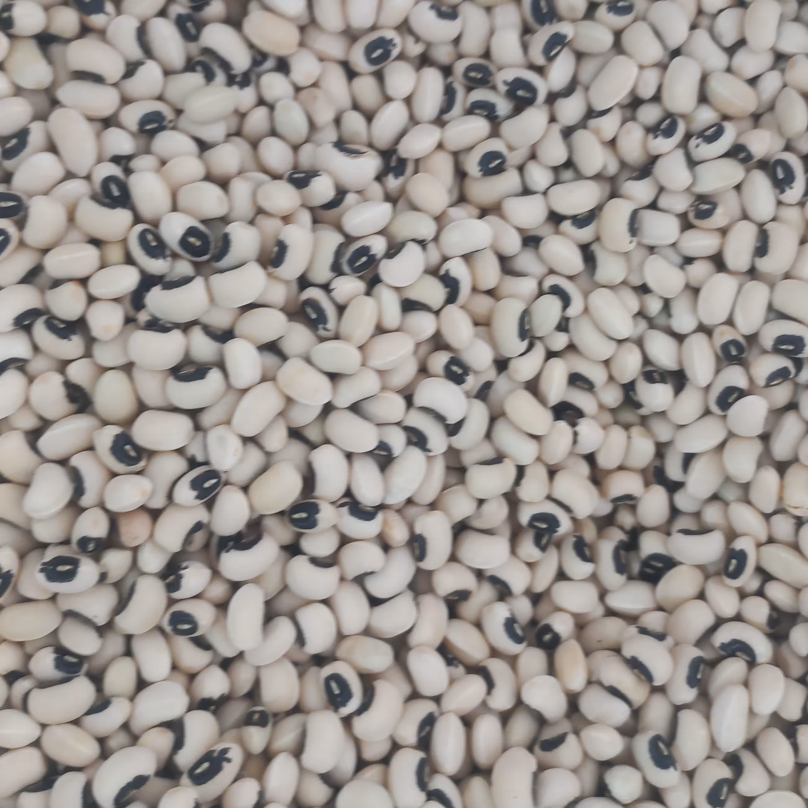 لوبیا چشم بلبلی  بواناتِ استان فارس