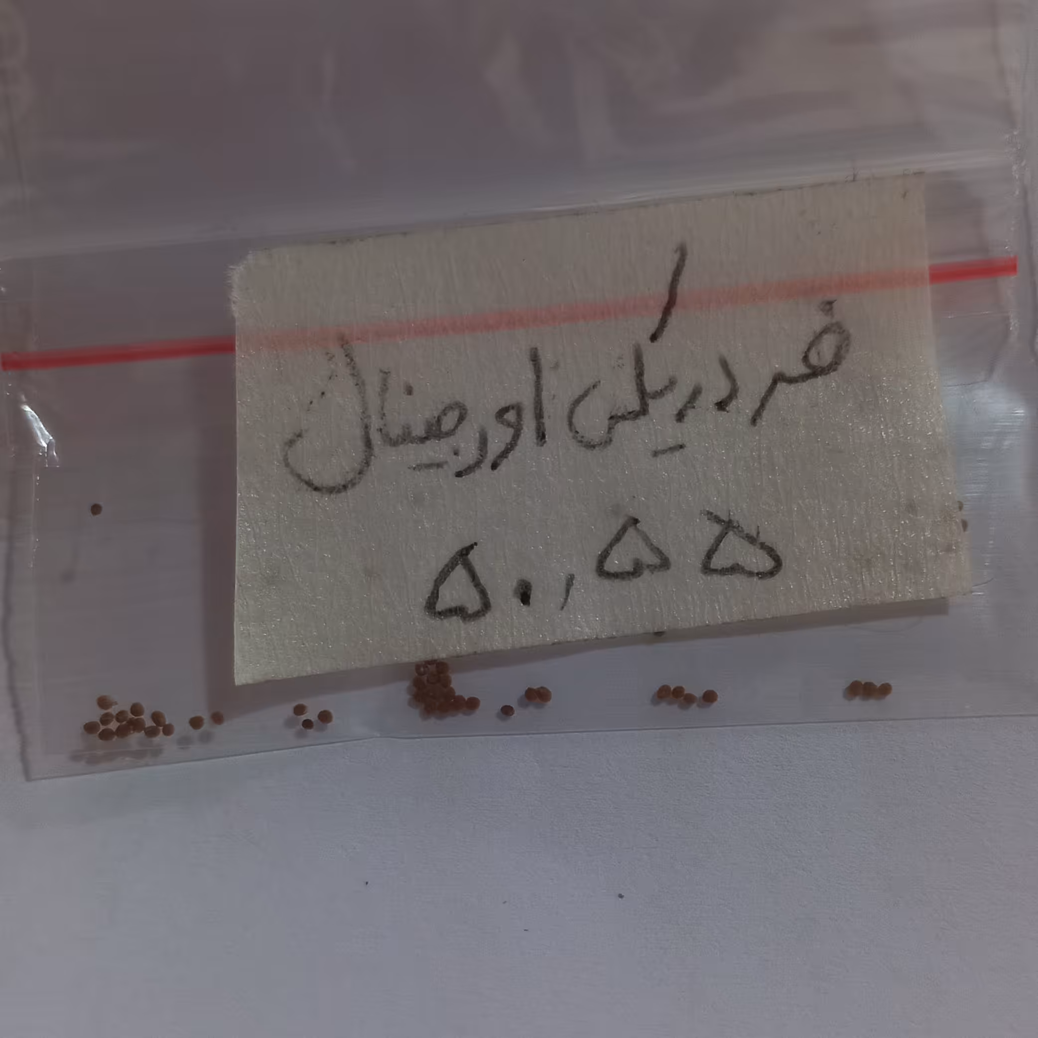 بذر کاکتوس فردریکی اورجینال تایلند 50عددی