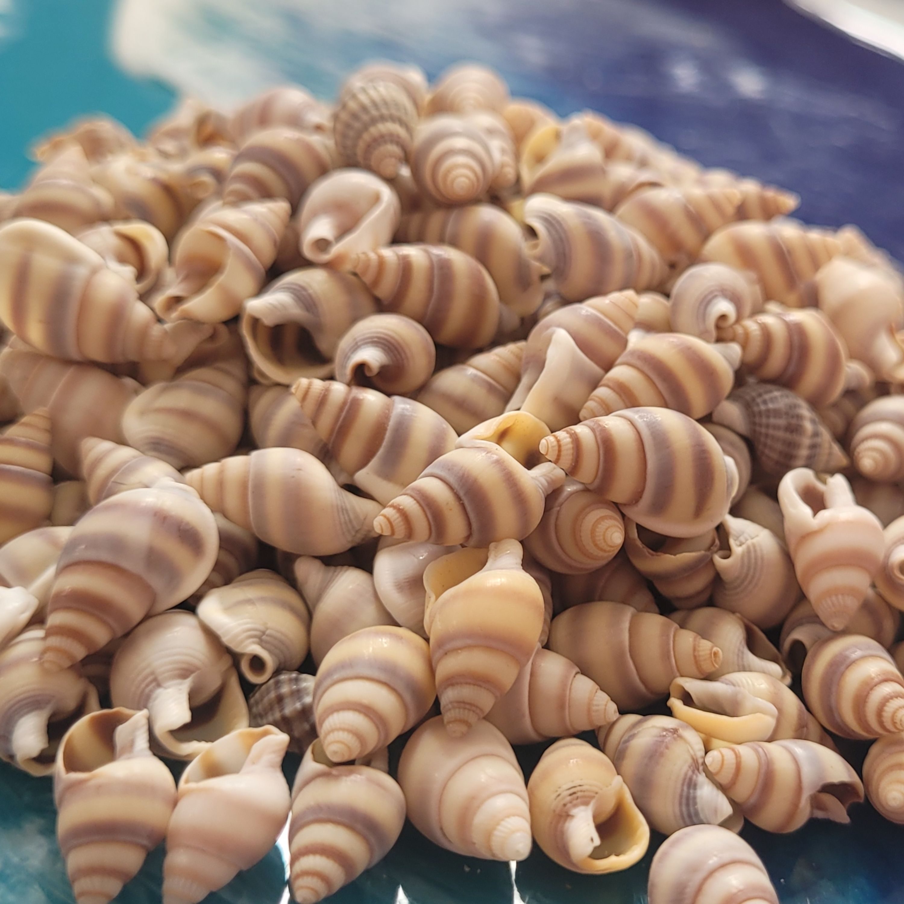 صدف دوکی قهوه ای (بسته ای)