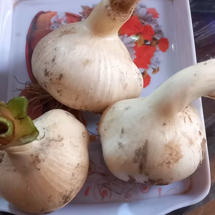 موسیر  تازه