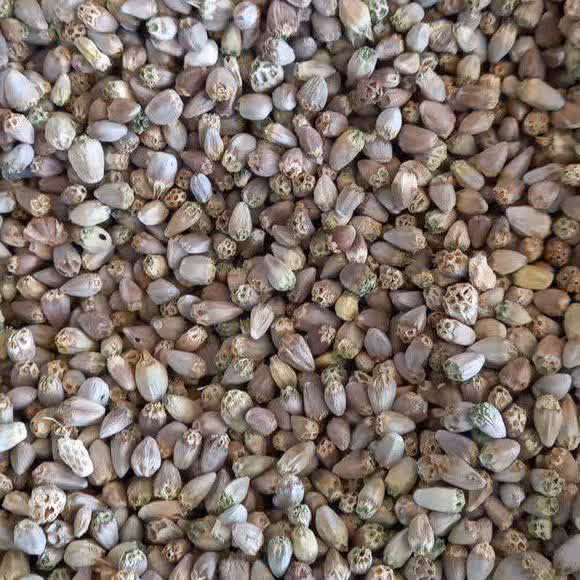 تخم کنگر فرنگی 100  گرم 