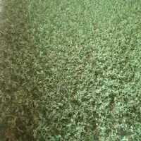 آویشن کوهی
