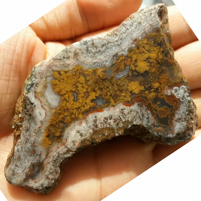 اسلایس سنگ راف شجر دریایی محشر کاملا طبیعی دیدنییی شاهکار خلقت محشر