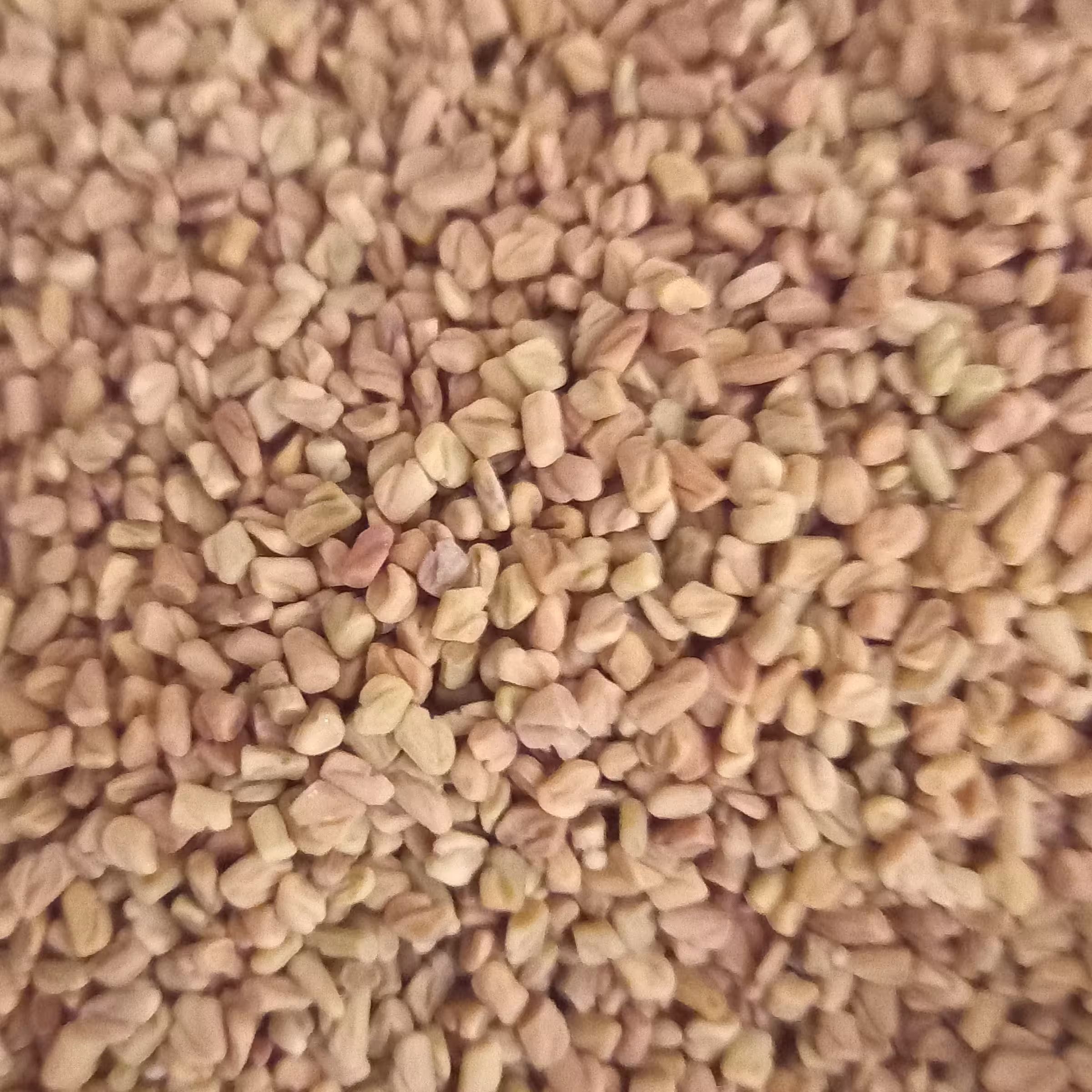 بذر شنبلیله 