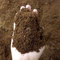 کوکوپیت سریلانکا 2 لیتری (پس کرایه)