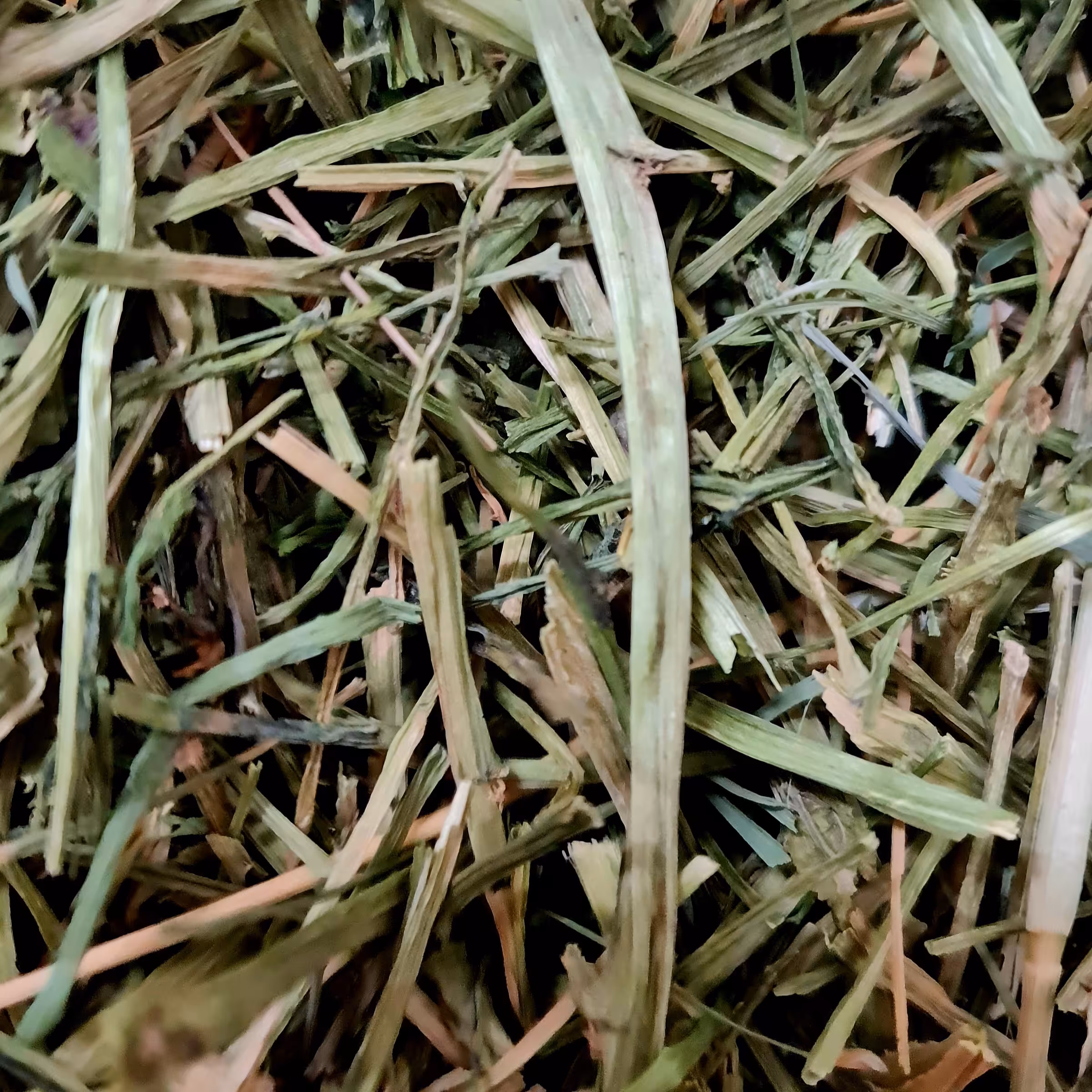 
بولاقوتی یا بولاغ اوتی  یا علف چشمه       200 گرمی
