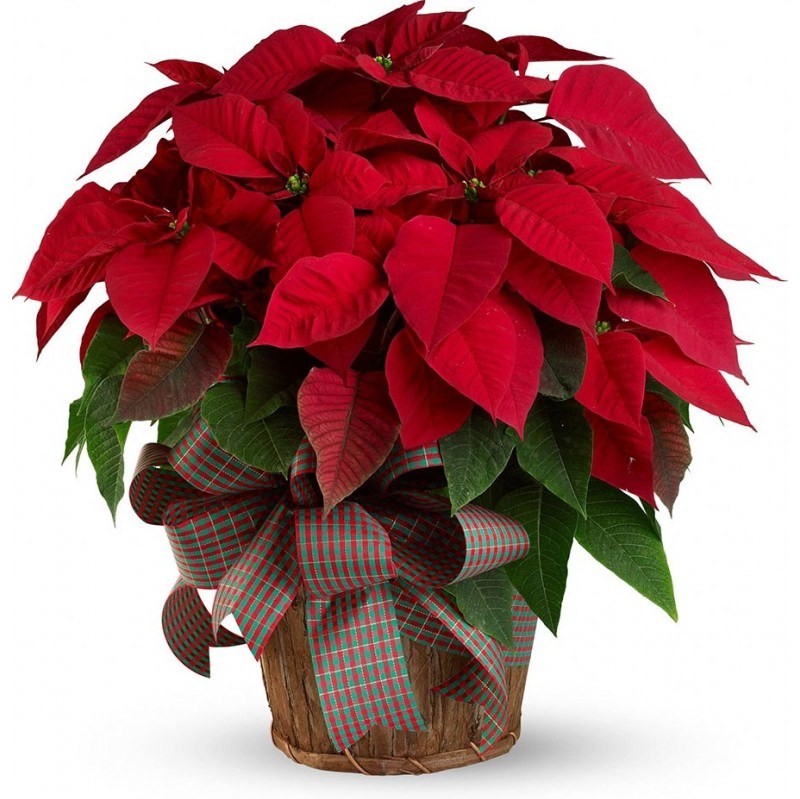 کود تقویتی مخصوص بنت قنسول ( گل کریسمس ) ظرافت