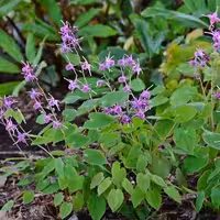 پودر عصاره اپیمدیوم (هورنی گوت) بالک 50 گرمی