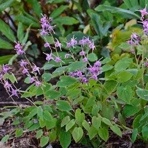 پودر عصاره اپیمدیوم (هورنی گوت) بالک 50 گرمی