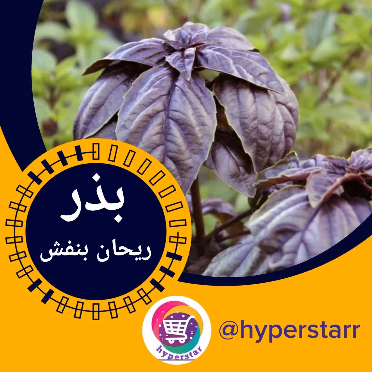 بذر ریحان بنفش