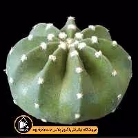 بذر کاکتوس Echinopsis Subdenudata