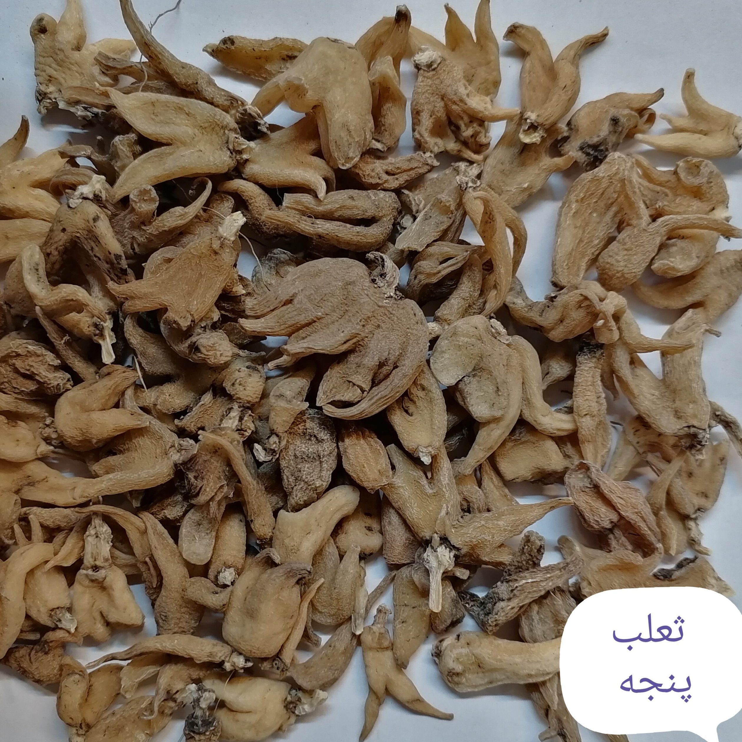 ثعلب پنجه ای تمیز امسالی 50 گرمی 