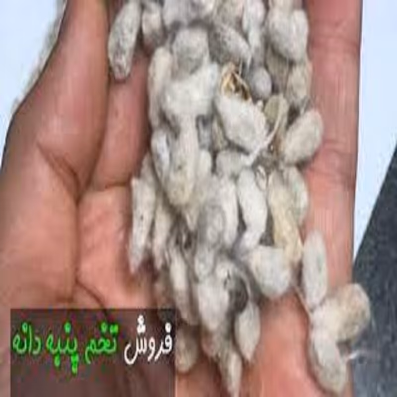 پنبه دانه اصل 200 گرمی
