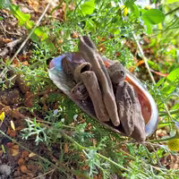 عودصلیب (فاوانیا)