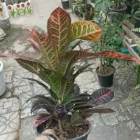 کروتن رسمی(پس کرایه)