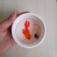 حوض ماهی عید نوروز رزینی و سفال کاملا دستساز و تزیینی ضد اب