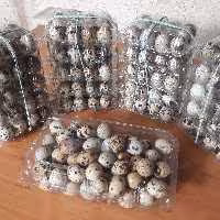 تخم بلدرچین تازه  مهروماه بسته 12 عددی