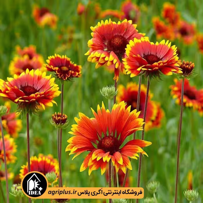 بذر گل رعنا زیبا پابلند