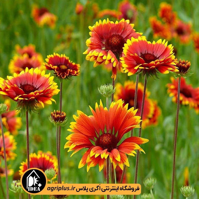 بذر گل رعنا زیبا پابلند