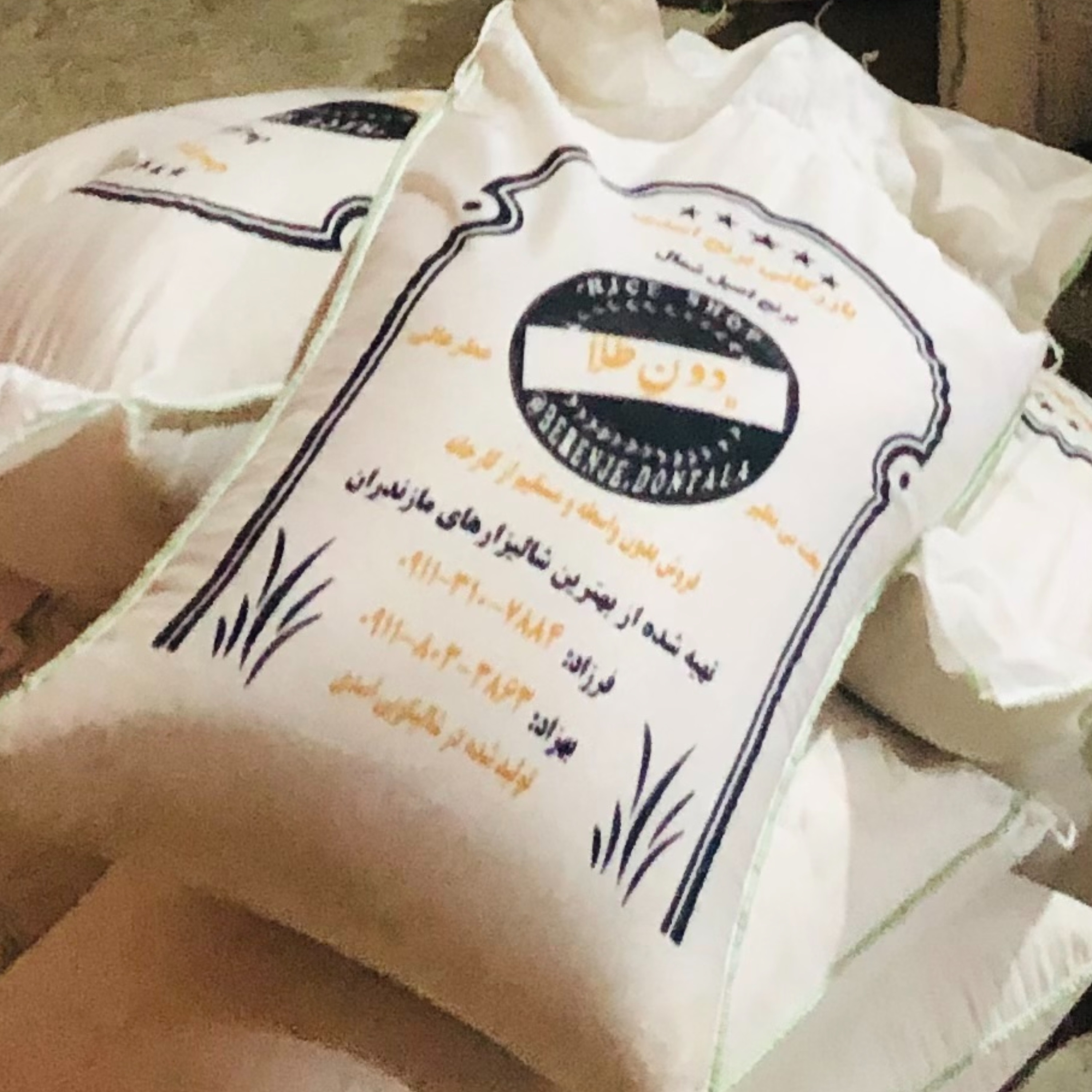 برنج شیرودی فریدونکنار