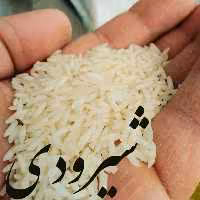 برنج شمال شیرودی جواهری  فریدونکنار