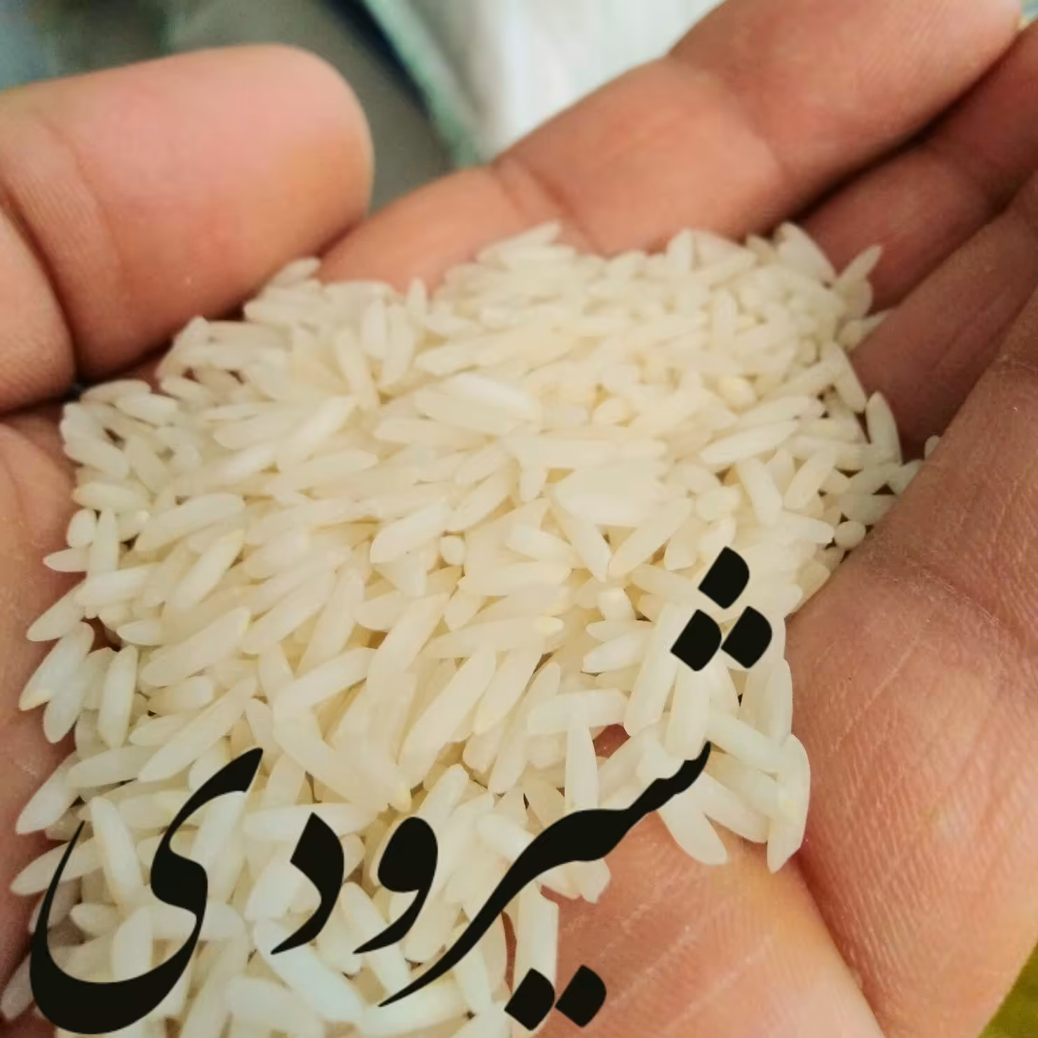 برنج شمال شیرودی جواهری  فریدونکنار