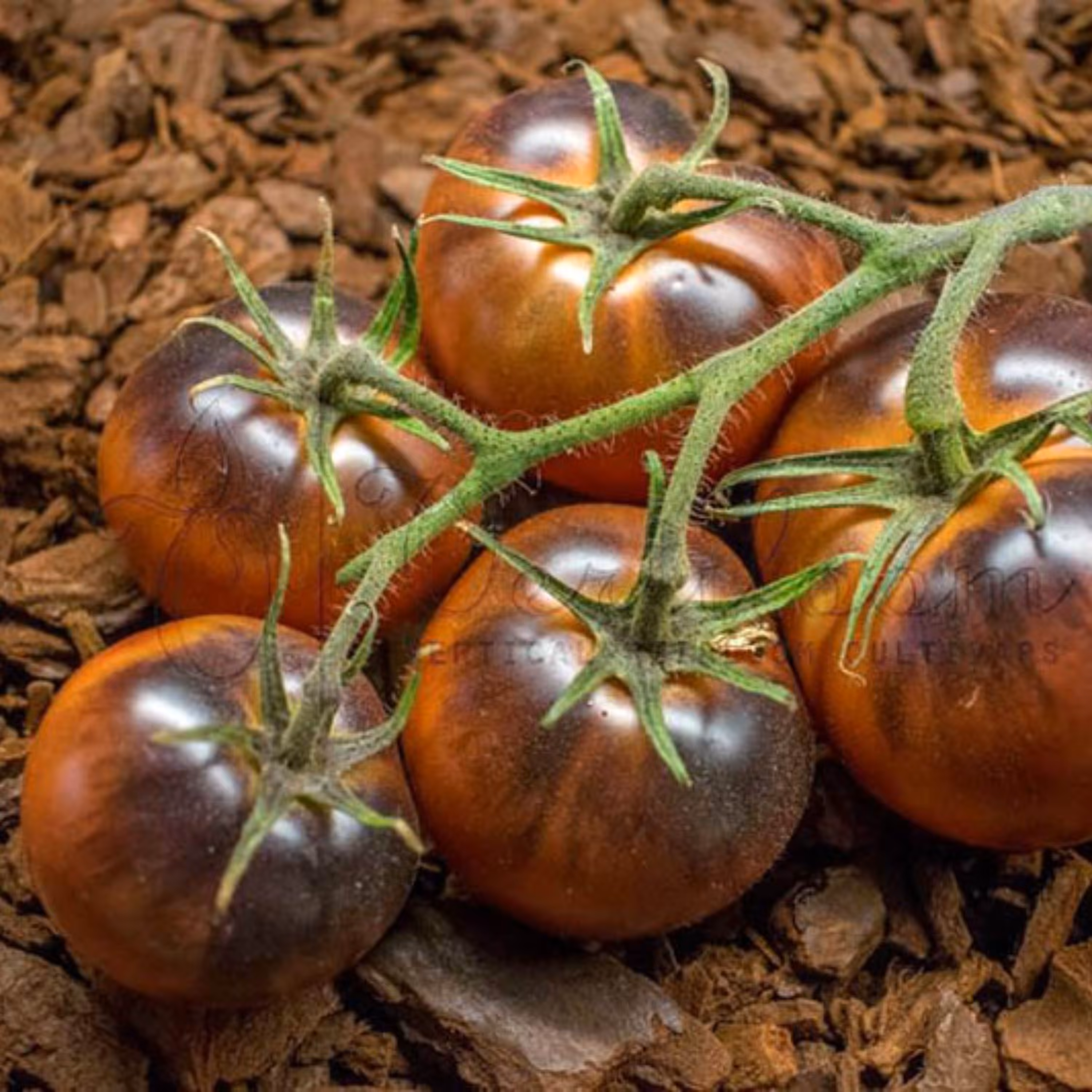 بذر گوجه فرنگی شکلاتی شاه بلوط آمریکایی بسته 10 عددی