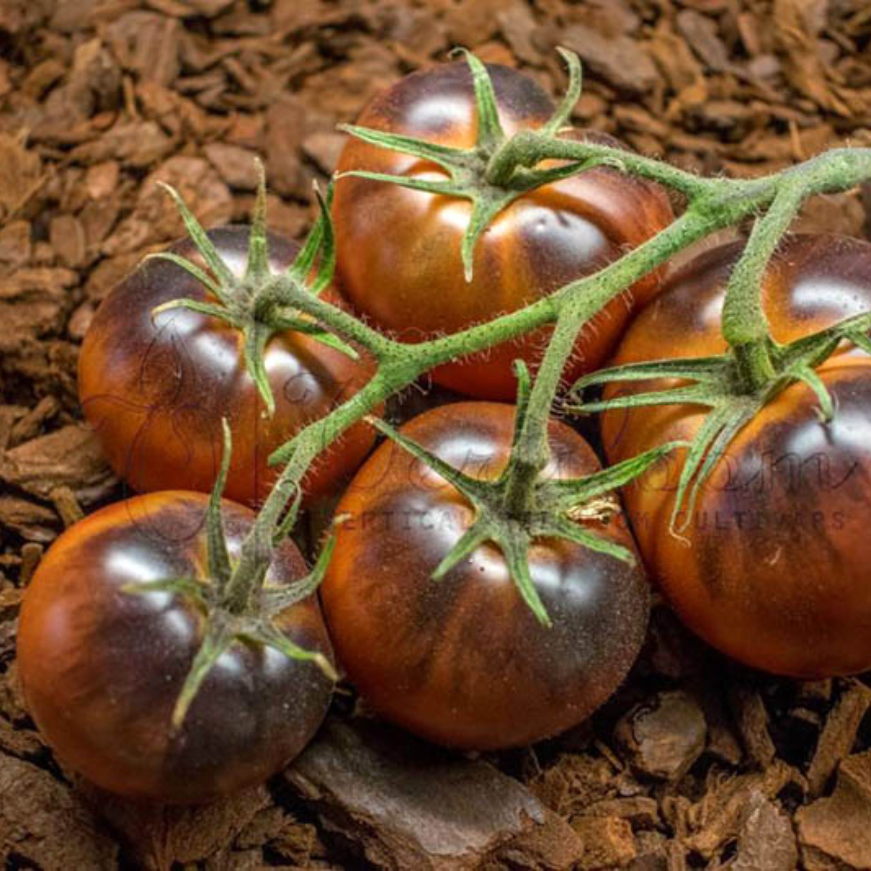 بذر گوجه فرنگی شکلاتی شاه بلوط آمریکایی بسته 10 عددی