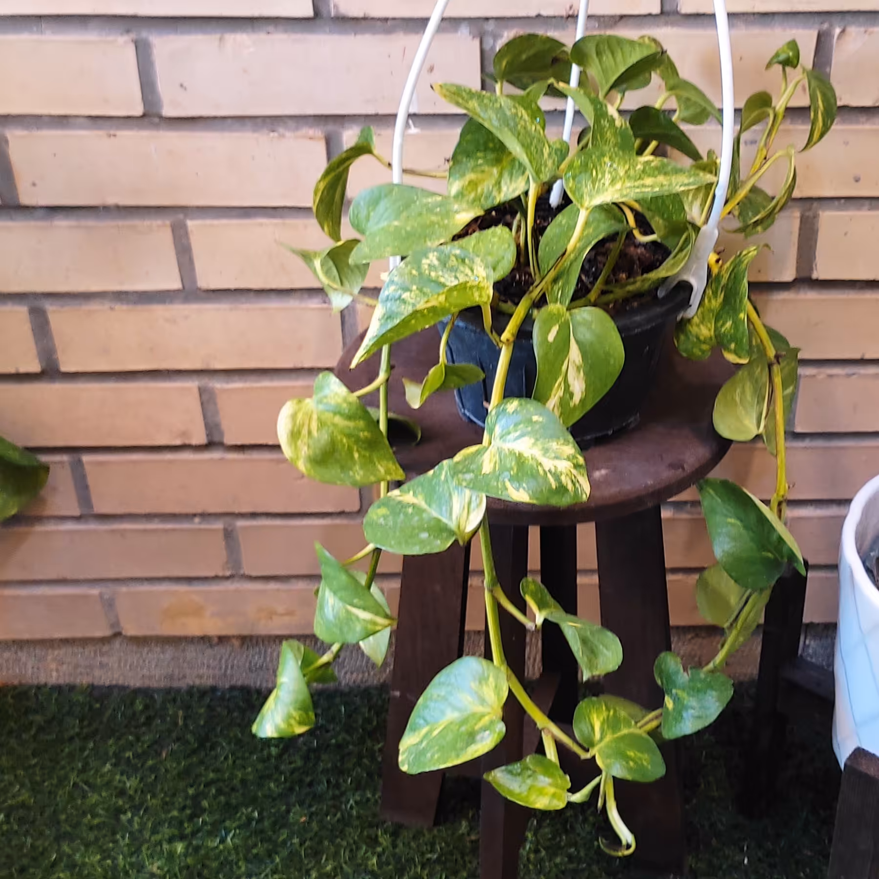 پتوس ابلق آویز