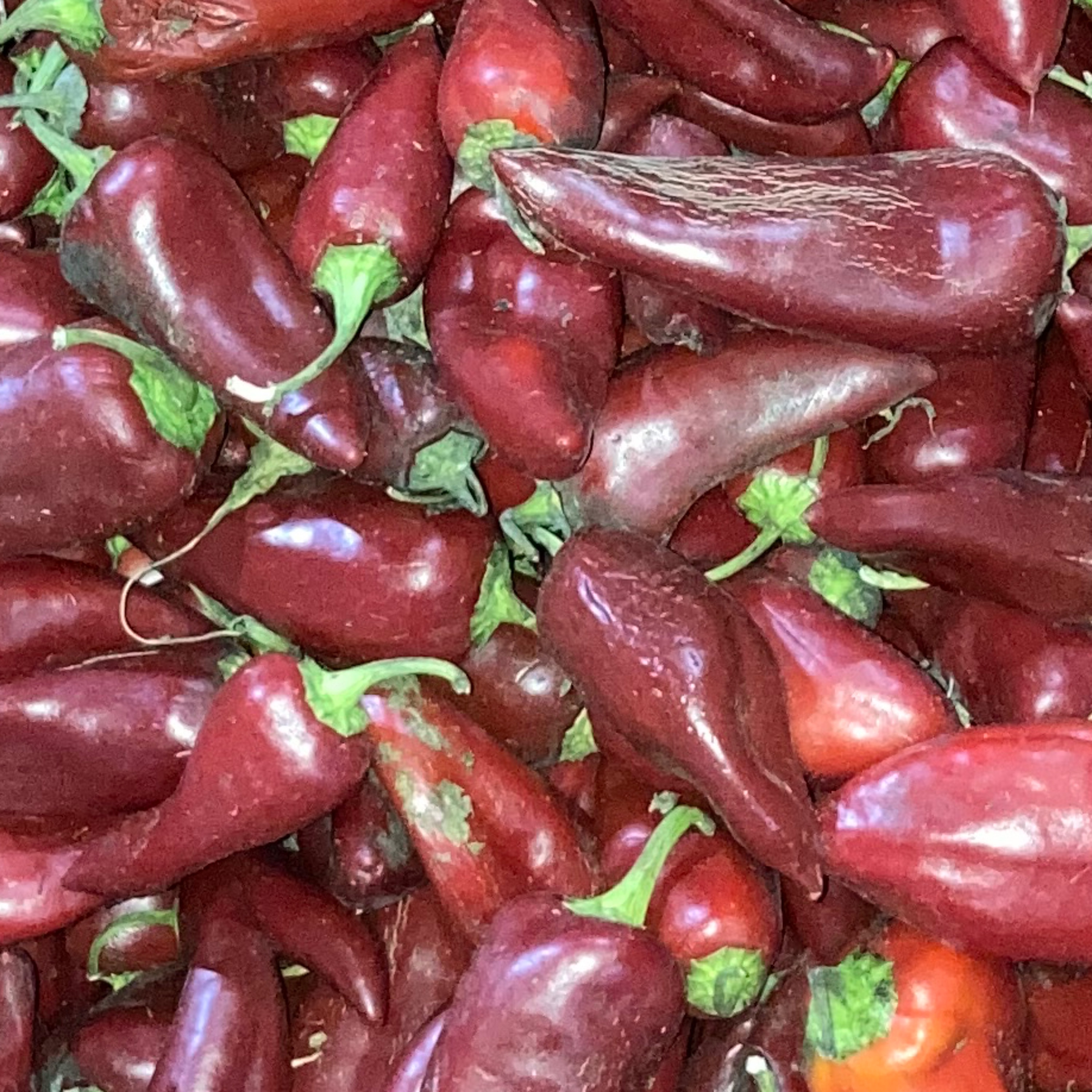 پودر فلفل پاپریکا 100 گرم اعلاء خانگی با عطر و طعم و رنگ طبیعی و دم گیری شده