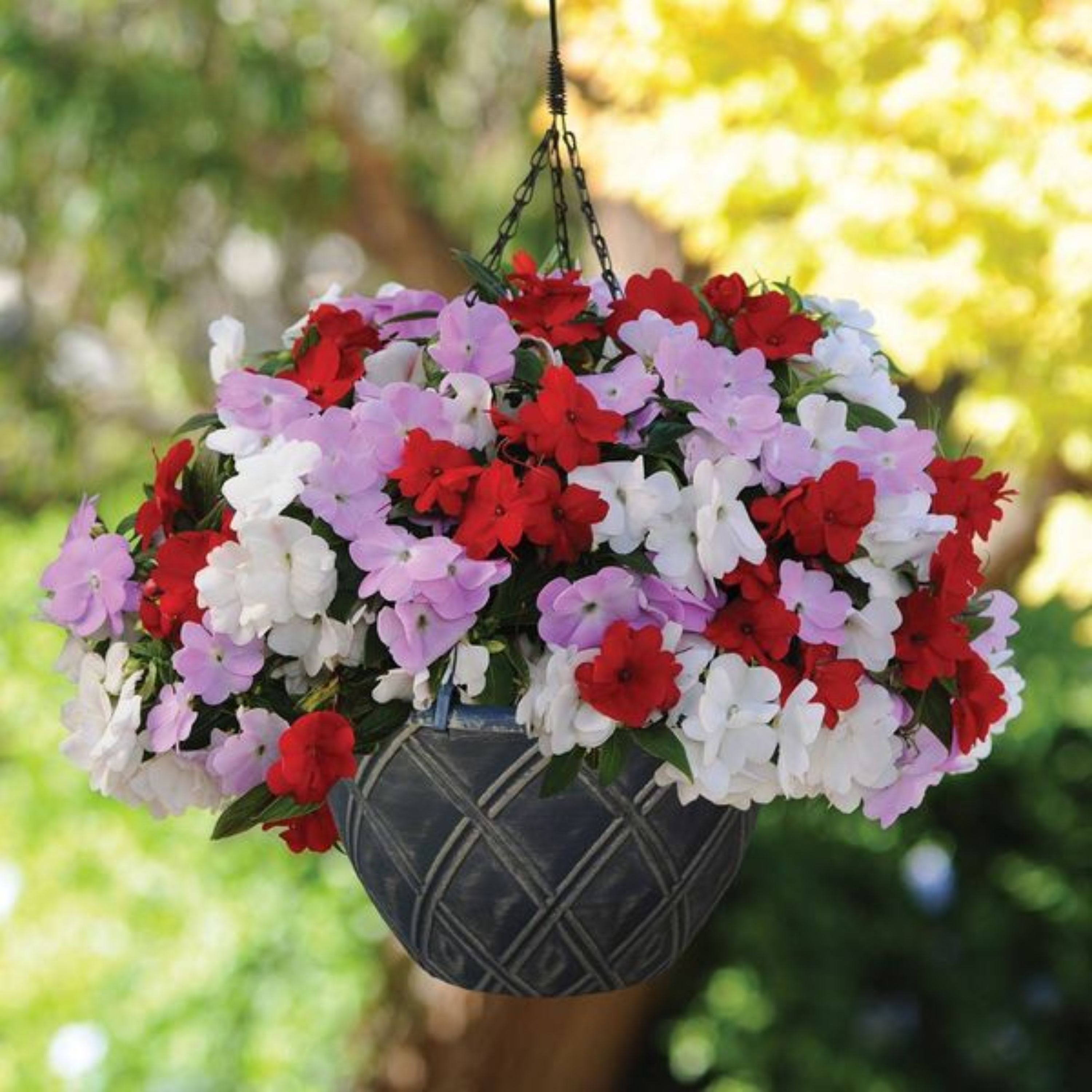 بذر گل حنا ( امپیشن ) پاکوتاه الوان