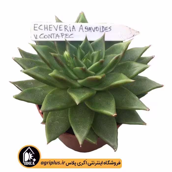 بذر ساکولنت Echeveria Agavoides Contapc