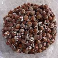 فندق بوداده نمکی و خشک اصلی (یک کیلویی ) تضمینی وباکیفیت عالی