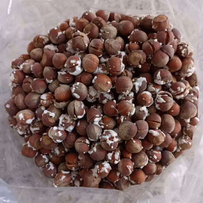 فندق بوداده نمکی و خشک اصلی (یک کیلویی ) تضمینی وباکیفیت عالی