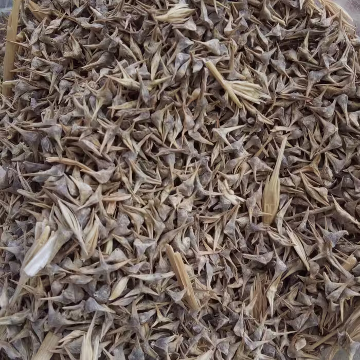 بذر اسفناج 50 گرمی
