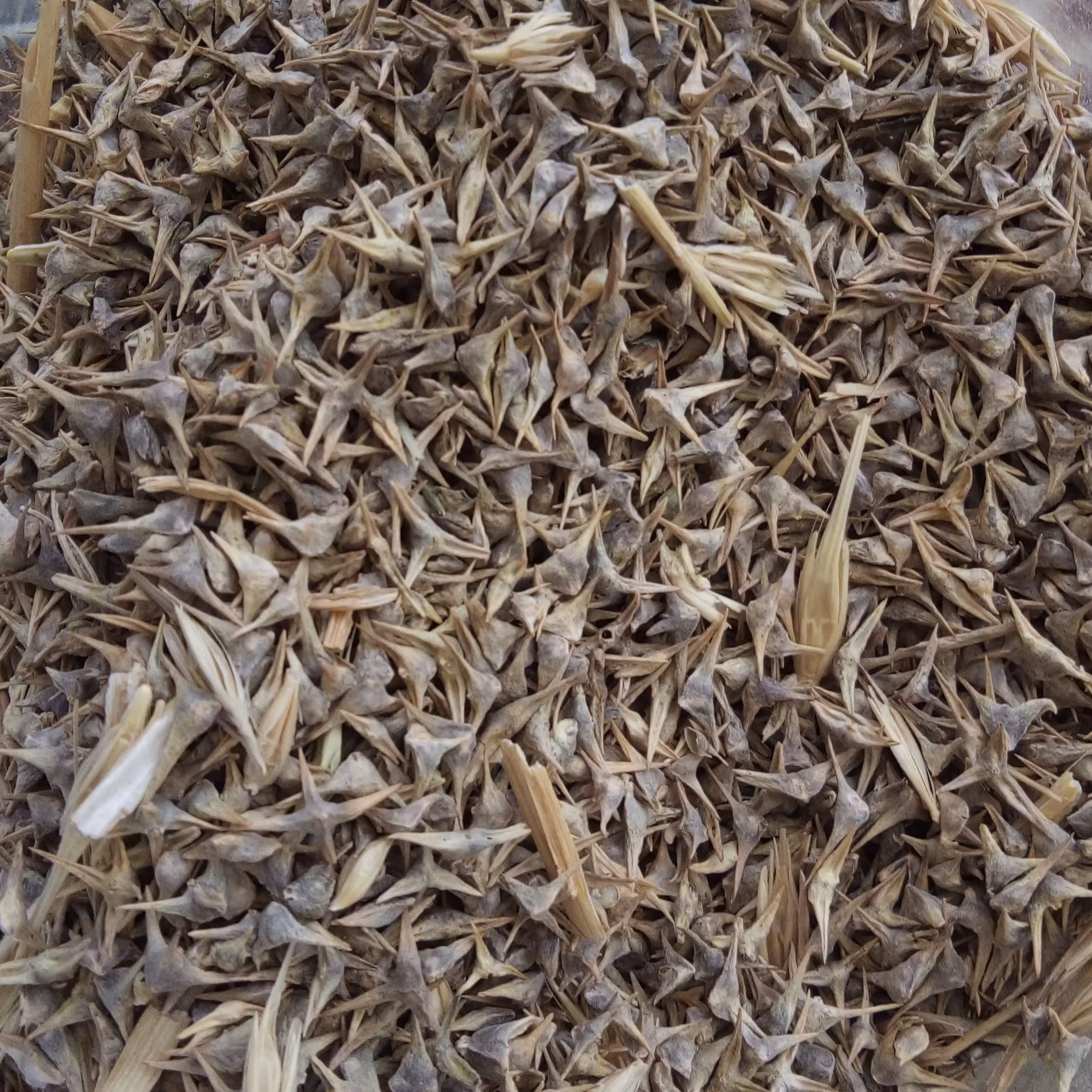 بذر اسفناج 50 گرمی