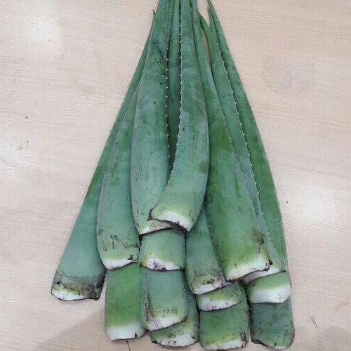 برگ آلویه ورا