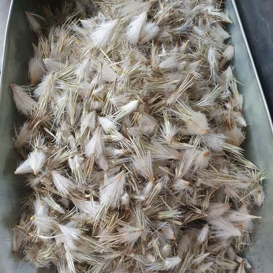 گل قاصدک 200 گرم معالجه کم خونی .رماتیسم .نقرس.اگزما .قاعده آور