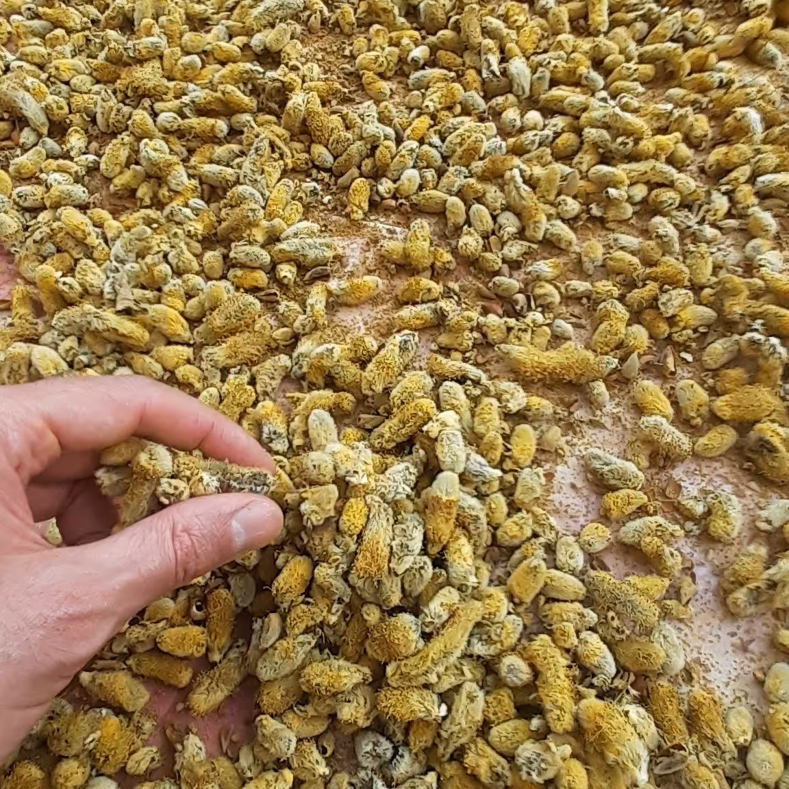 عرق بیدمشک خانگی  مفید برای قلب عروق آرامبخش 