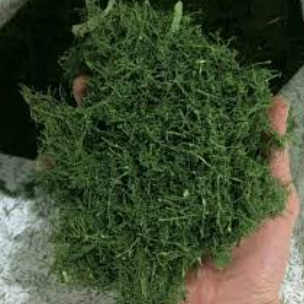 شوید کوهی کوه های زاگرس  ( 150 گرم )  قاتل چربی خون