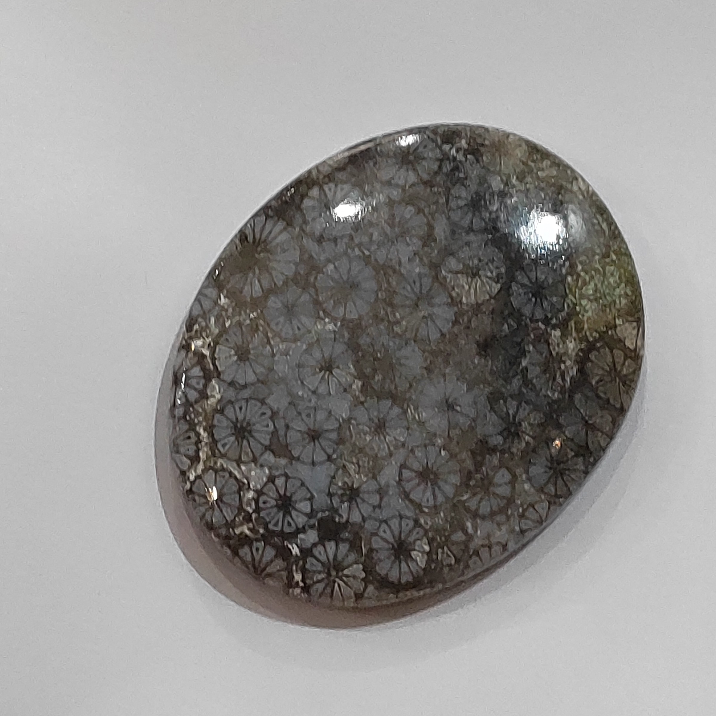 سنگ فسیل مرجان طبیعی و اصل با نقش عالی قدمت بالا فوق کلکسیونی کد b12