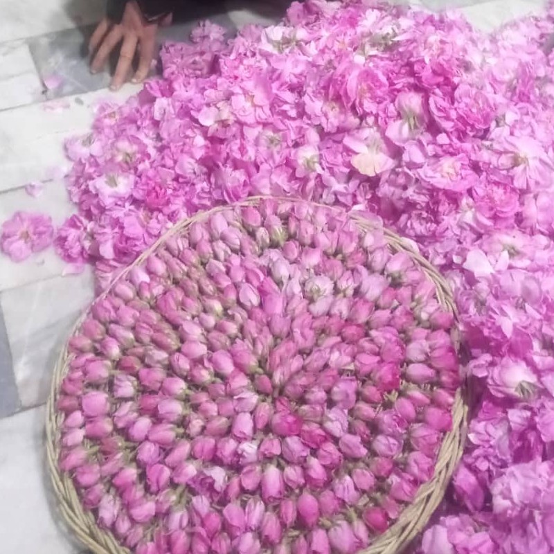 غنچه و پر گل محمدی خوش عطر 