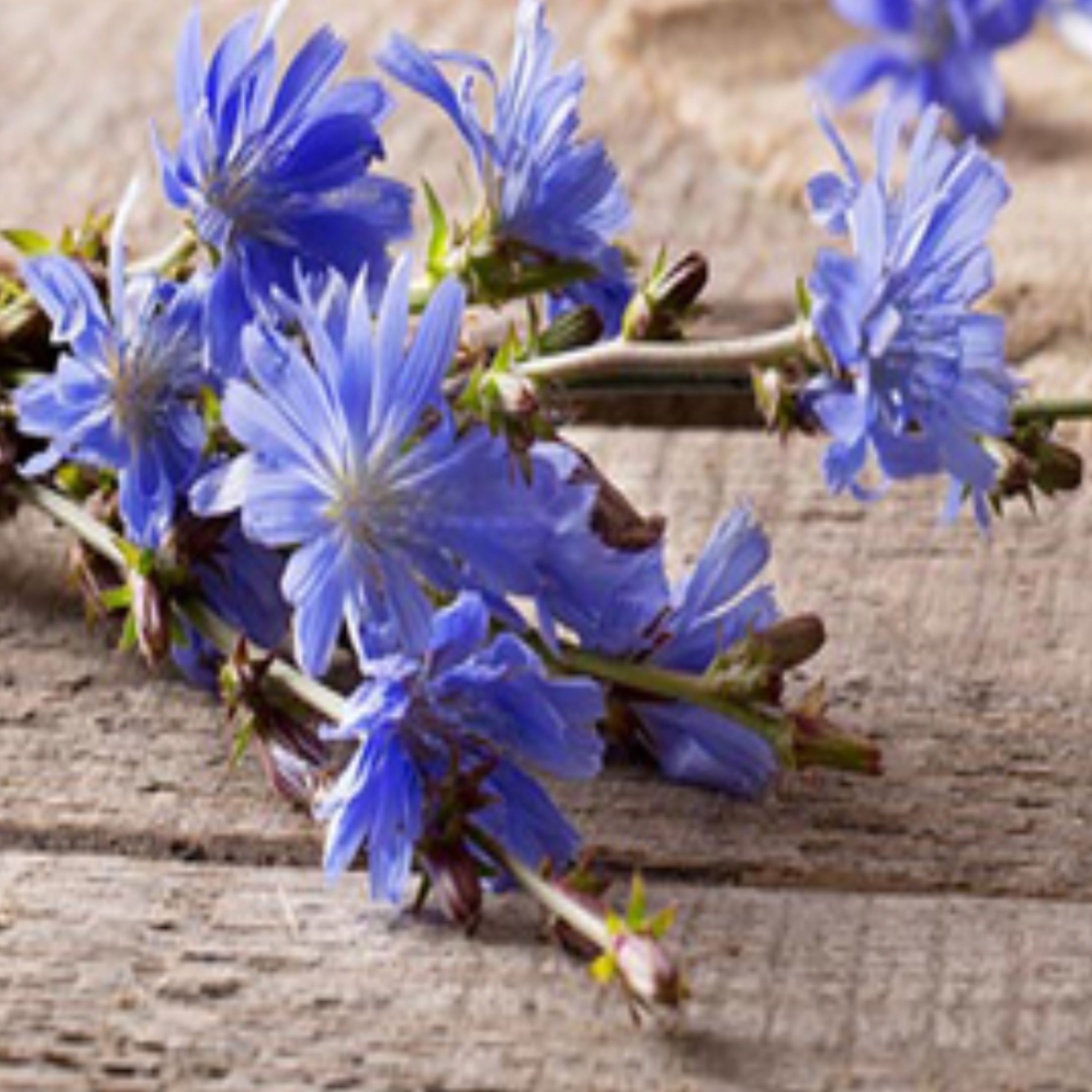 عرق کاسنی اعلا